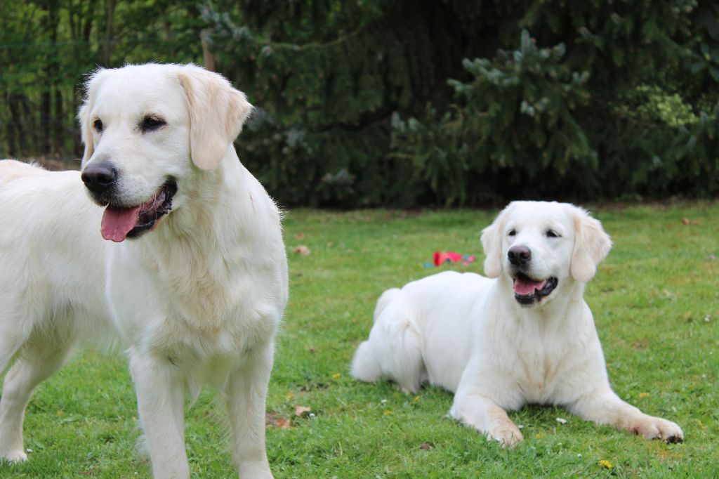 Nos chiens en avril 2018