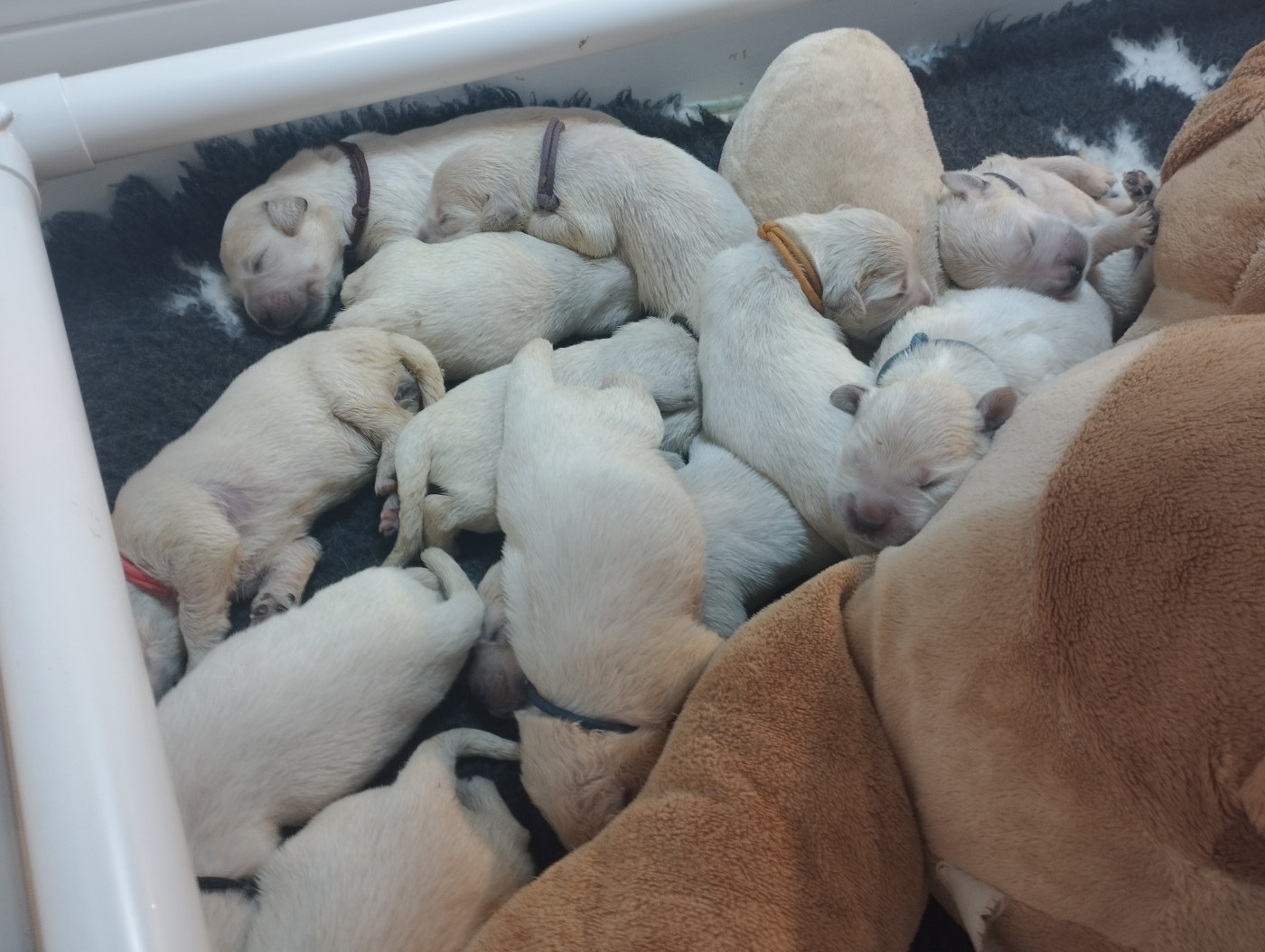 Chiot Golden Retriever Du Chemin De La Boulade