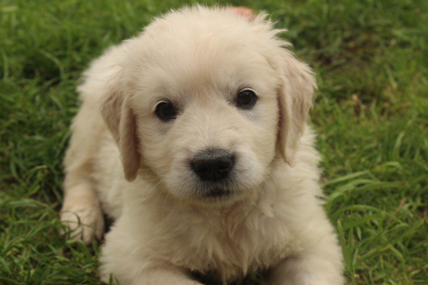 Du Chemin De La Boulade - Chiots disponibles - Golden Retriever