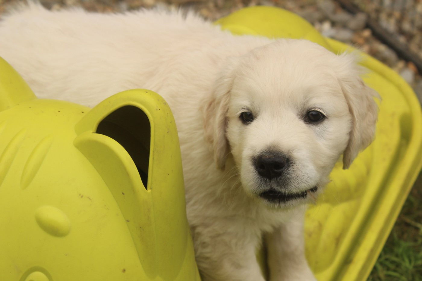 Du Chemin De La Boulade - Chiots disponibles - Golden Retriever